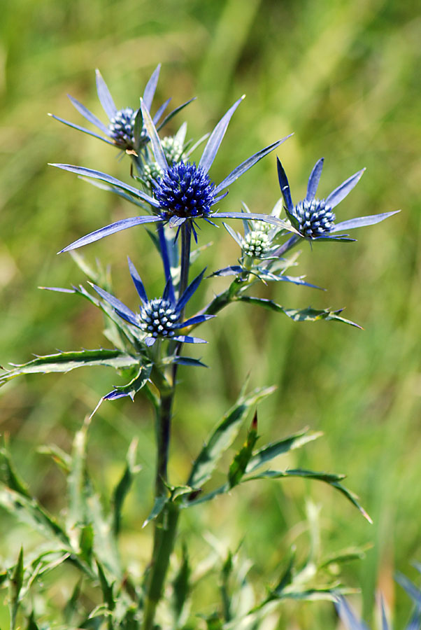 Eryngium.amethisthynum